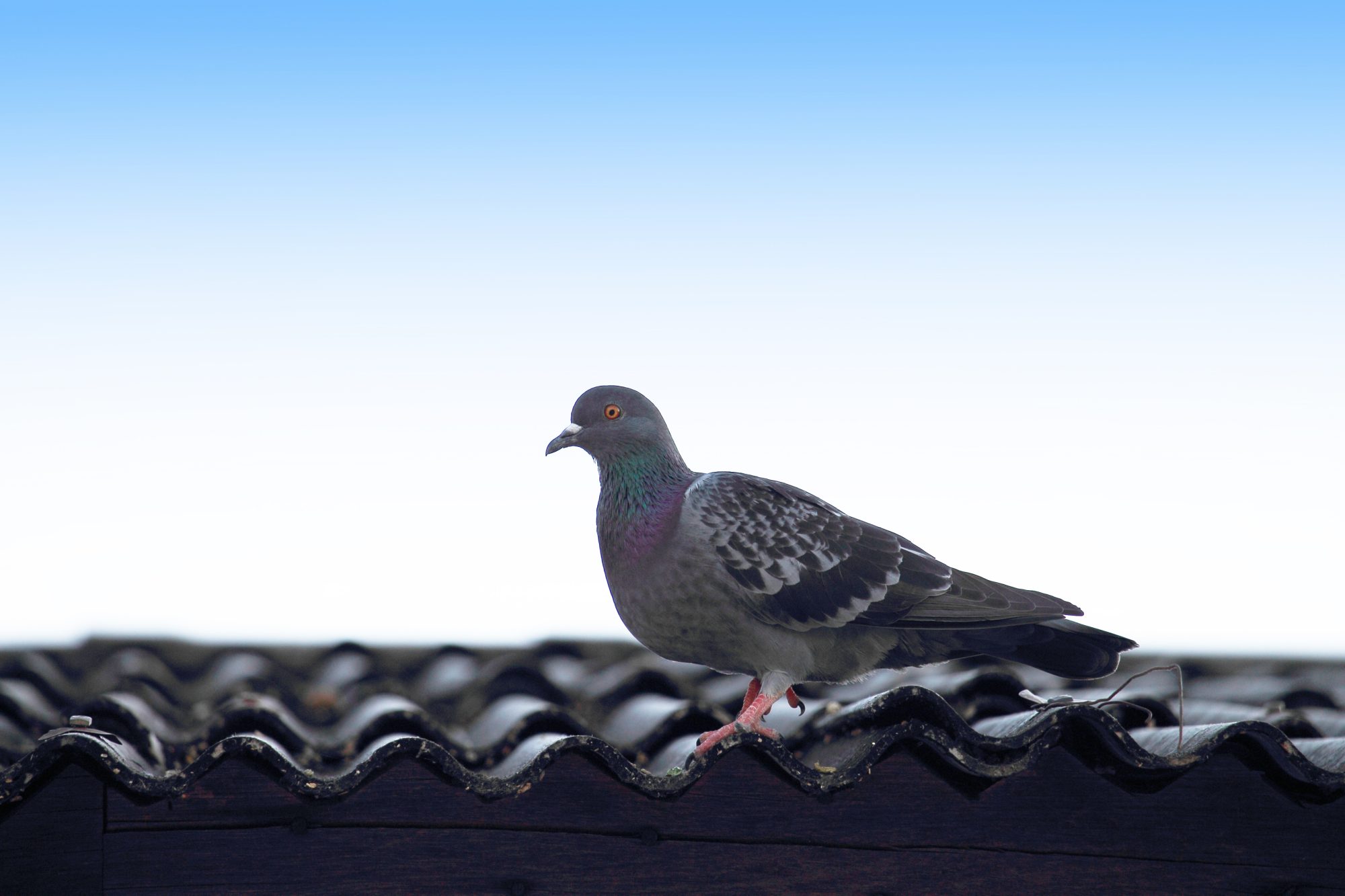 pigeon proofing