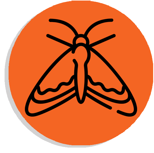 moth icon